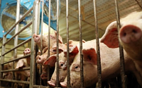 정부, 돼지에 남은음식물 급여 자체 요청…아프리카돼지열병 우려