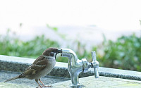[포토]'물 마시는 참새'