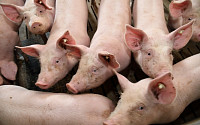 랑세스 프리미엄 동물용 소독제 '아프리카 돼지열병'에 효과 입증