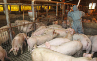 아프리카돼지열병 확산에 돼지고기값 급등...신흥시장 인플레 부채질한다