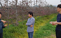 농촌진흥청 사과연구소, 국산 신품종으로 일본 사과 잡는다