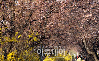 [포토]한강 여의도 봄꽃축제 시작