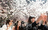 [포토]여의도 윤중로 벚꽃축제 개막, 벚꽃에 흔들리는 소녀들 마음
