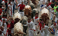 [포토] 스페인 산 페르민 축제…성난 황소와 전력 질주하는 사람들