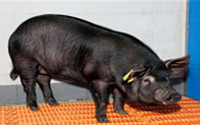 농진청ㆍ제주대 '알츠하이머 복제 돼지' 개발…&quot;연구 속도 기대&quot;