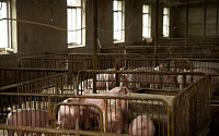 중국 정부, 건국 70주년 기념식 앞두고 돼지고기 1만 톤 방출