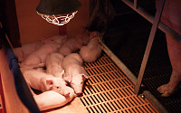 [증시키워드] 아프리카돼지열병 관련주 관심 ‘여전’…“미·중 무역긴장 완화”