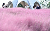 [포토] '하늘공원의 분홍빛 핑크뮬리'