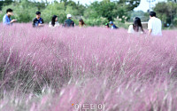 [포토] '분홍빛으로 물든 하늘공원'
