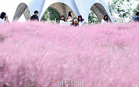 [포토] '분홍물결 하늘공원'