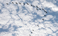[포토] 가을하늘, 날갯짓 바쁜 철새들