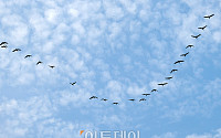 [포토] 하늘 가르는 철새