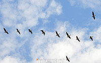 [포토] 가을철새, 힘찬 날갯짓