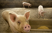 중국, ‘자이언트 돼지’로 아프리카돼지열병 대응…“數가 안 되면 사이즈로”