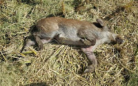 철원·파주 멧돼지 폐사체서 아프리카돼지열병 검출