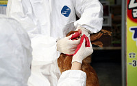 신종코로나에 중국 공급망 타격...후베이성 닭 수백만 마리 아사 위기