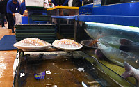 [포토] '공급 과잉, 큰 폭으로 떨어진 생선회 가격'