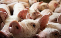 중국, 캐나다산 돼지고기·쇠고기 5개월 만에 수입 재개하기로