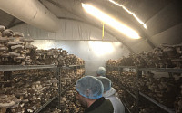 현대코퍼레이션그룹, '버섯 재배 사업' 진출…식량사업 확대 박차