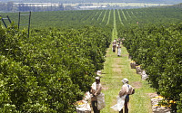 브라질 경제개혁, 농업기술에 달렸다