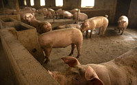 미중 무역전쟁 휴전 최대 수혜자는?...미국 돼지농가 화색