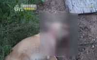 TV'동물농장'황구 학대범에 누리꾼 분노폭발 …서명운동까지