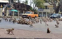 '코로나19' 여파에 태국서 원숭이 수백마리 패싸움?…관광객 줄어 먹이 찾으려다 난동