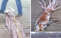 몸길이 7m·무게 90kg 괴물오징어 발견