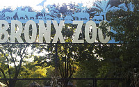 뉴욕 브롱스동물원서 호랑이 코로나19 확진...기침·식욕부진 증세