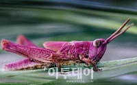 영국서 '핑크색 메뚜기' 발견…'내가 진정한 압구정 날나리'