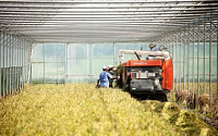 신세계百,‘벼농사의 명인’이 키운 올해 첫 햅쌀 판매