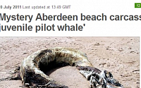 영국 해안가, 9m 괴생명체 사체 발견 충격