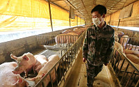 중국서 신종 돼지독감 바이러스 발견…연구진 &quot;인간 감염에 필요한 필수적 특징 지녀&quot; 팬데믹 가능성