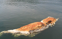 통영 해상서 바다코끼리 추정 '괴생물체' 사체 발견