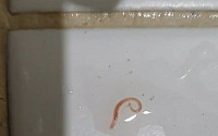 인천 이어 서울 가정집 수돗물서도 유충 발견 신고…&quot;1cm 길이, 머리카락 굵기의 붉은 벌레&quot;
