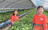 [세계 속에 K-농업 심는다⑩] &quot;스마트팜으로 양질의 딸기 생산…체험장도 운영&quot;