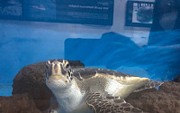 멸종위기 '바다거북' 18마리 제주바다로 돌아간다