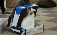 상자 속에 갇힌 고양이 “나좀 살려줘”