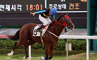 [경마]미스터파크 ‘한국 신기록’ 16연승 성공