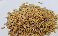 국산 쌀보리 '베타원'…비만·골다공증 억제 효능 뛰어나