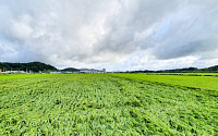 쌀 수급 안정 위해 정부양곡 18만 톤 시장 공급