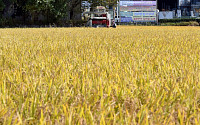 가격 고공행진에 쌀 재배면적 20년 만에 증가…전년 比 0.8%↑
