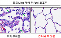 셀리버리 “iCP-NI, 영장류 실험서 코로나19 완치 효능”