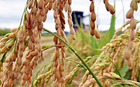 장마·태풍에 쌀 생산량 23만톤↓…쌀값·수급 '빨간불'