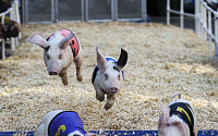 미 FDA, 육류 알레르기 해결한다…돼지 유전자 변형 승인