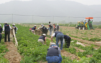 경남銀, ‘감자수확’ 농촌일손돕기 펼쳐