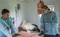 러시아에서 치료 받은 황새, 땅끝 해남까지 날아왔다