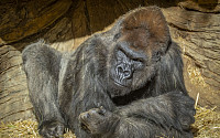 미국 동물원서 고릴라 3마리 코로나 확진…영장류 첫 사례