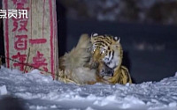 '어흥' 중국 민가 덮친 백두산 호랑이…개 사냥 장면 포착