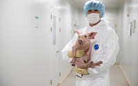 옵티팜 “돼지 신장 이식 원숭이 64일째 생존…국내 최장 기록”